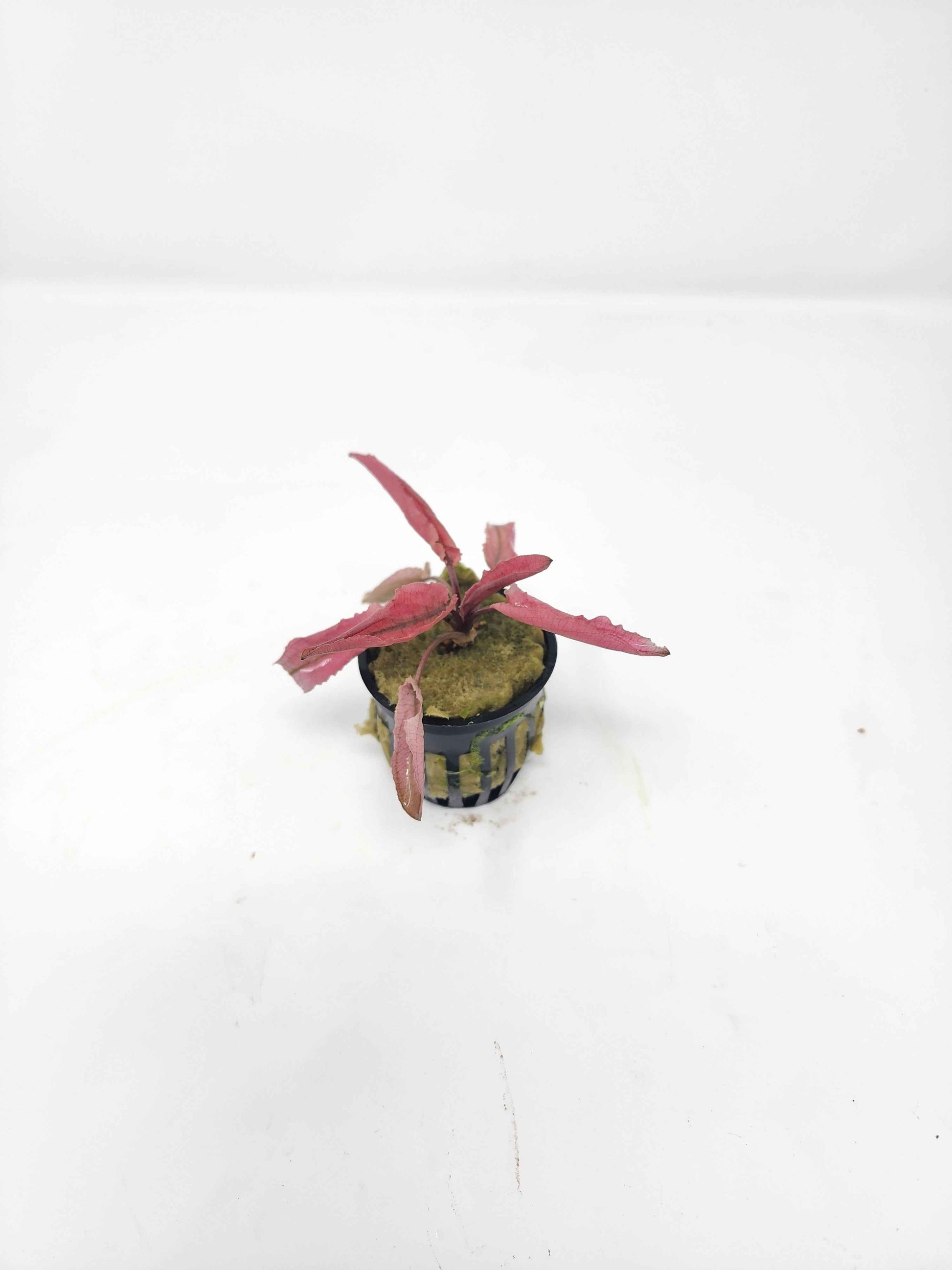 Cryptocoryne 'Flamingo'