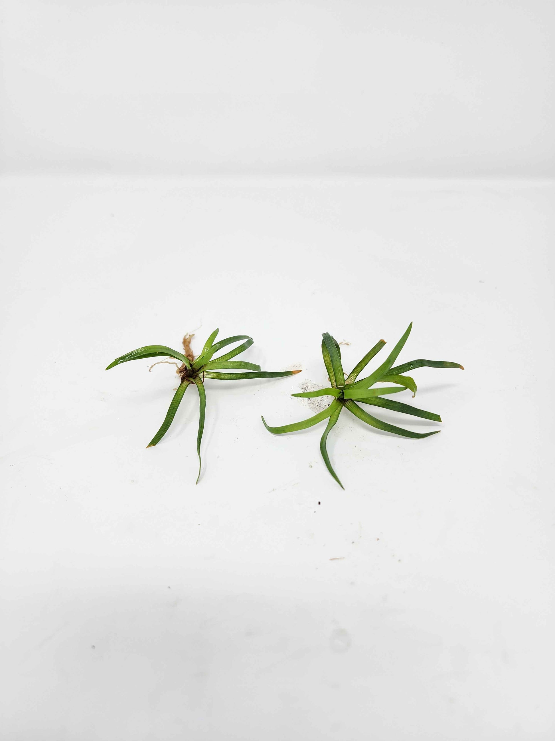 Eriocaulon 'Vietnam'