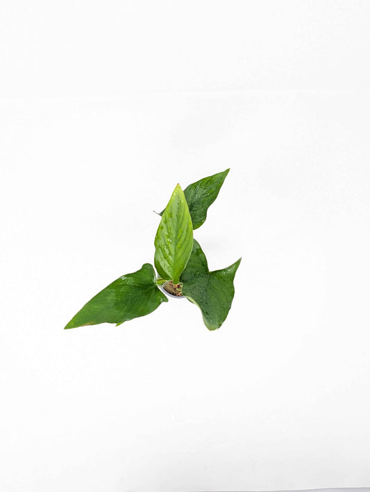 Anubias Hastifolia