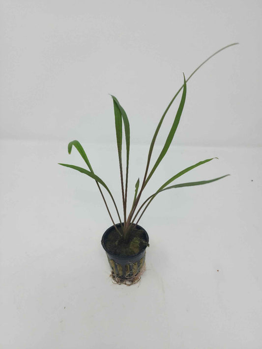 Cryptocoryne spiralis 'Tiger'
