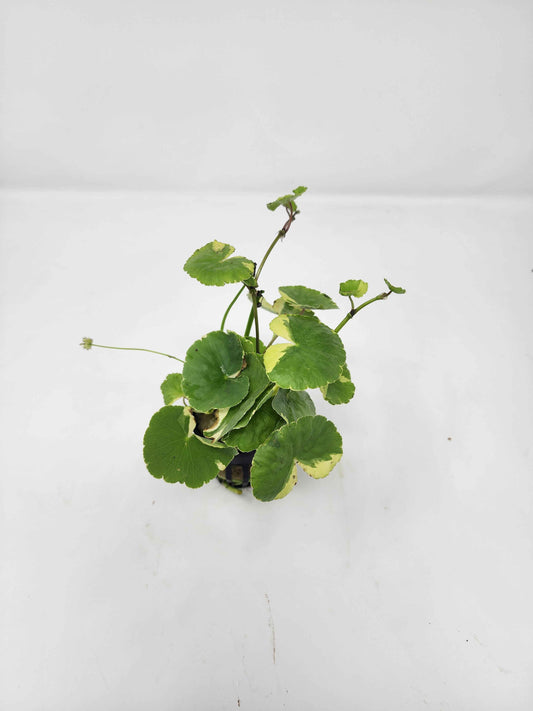 Variegated Pennywort
