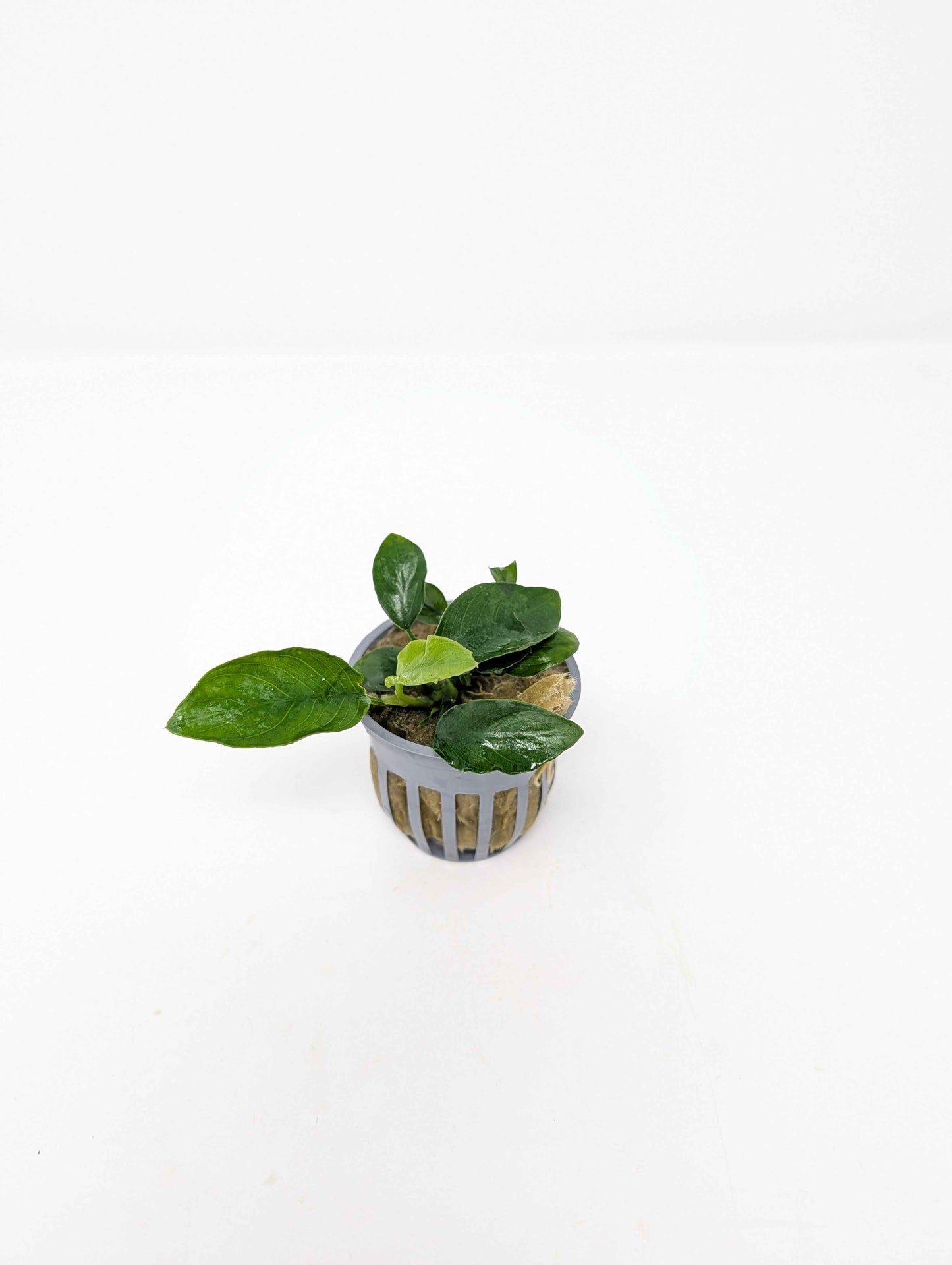 Anubias Nana