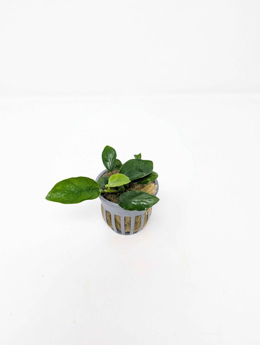 Anubias Nana
