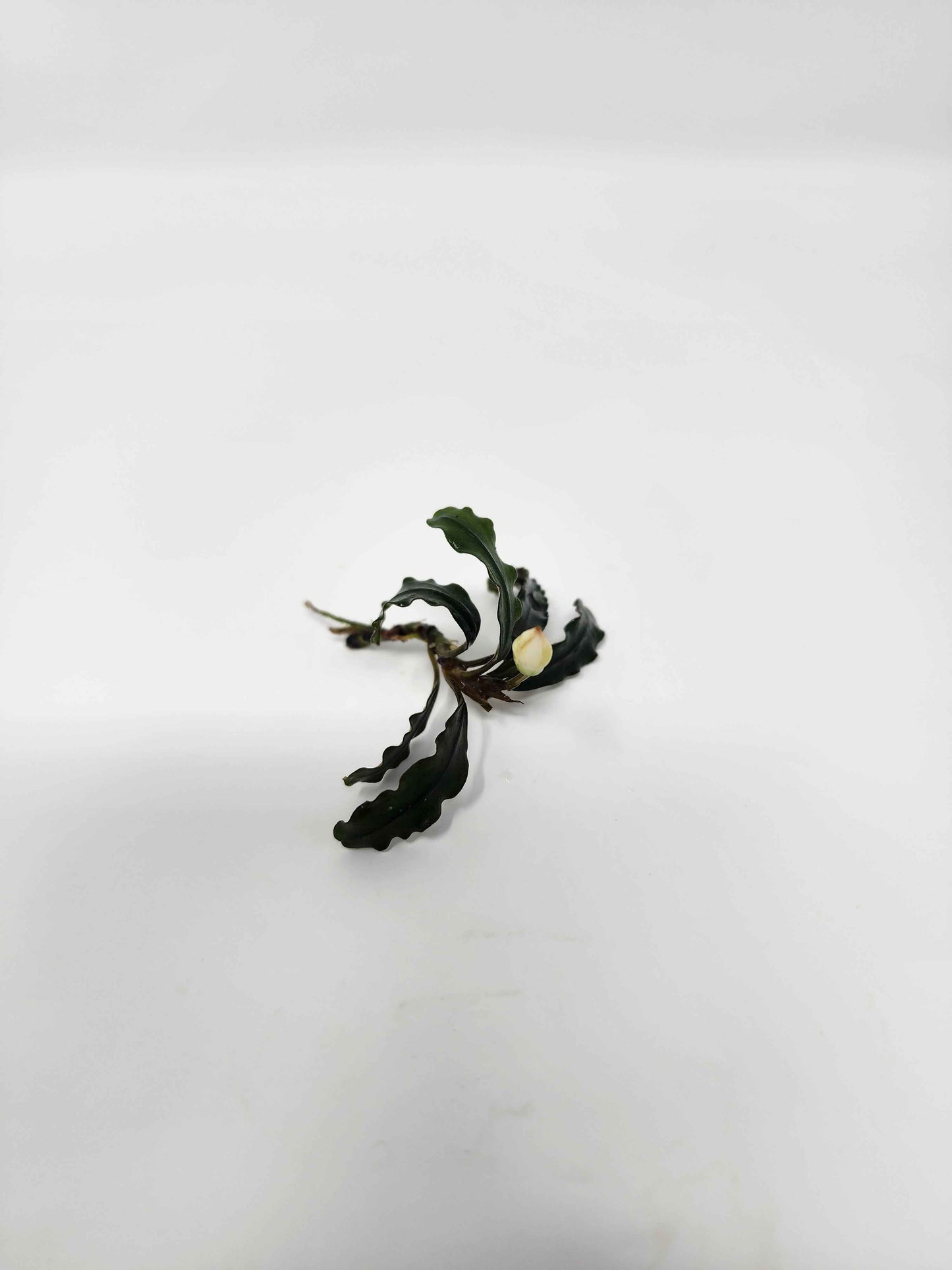Bucephalandra 'Velvet'
