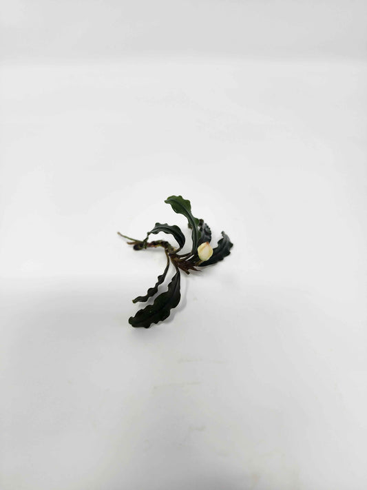Bucephalandra 'Velvet'
