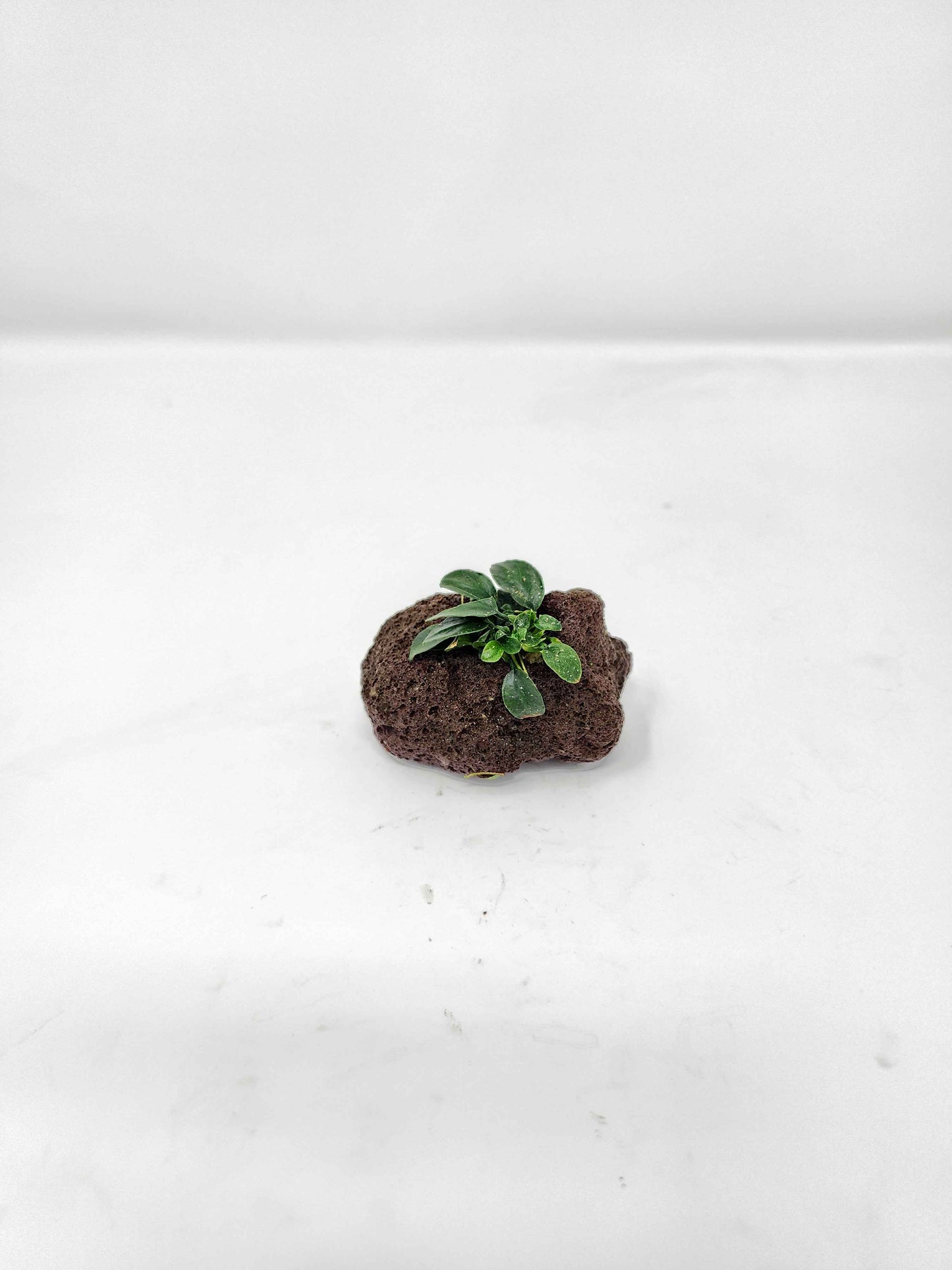 Anubias nana Petite on Lava Rock