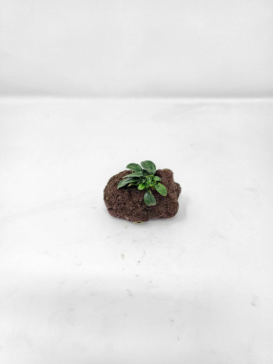Anubias nana Petite on Lava Rock
