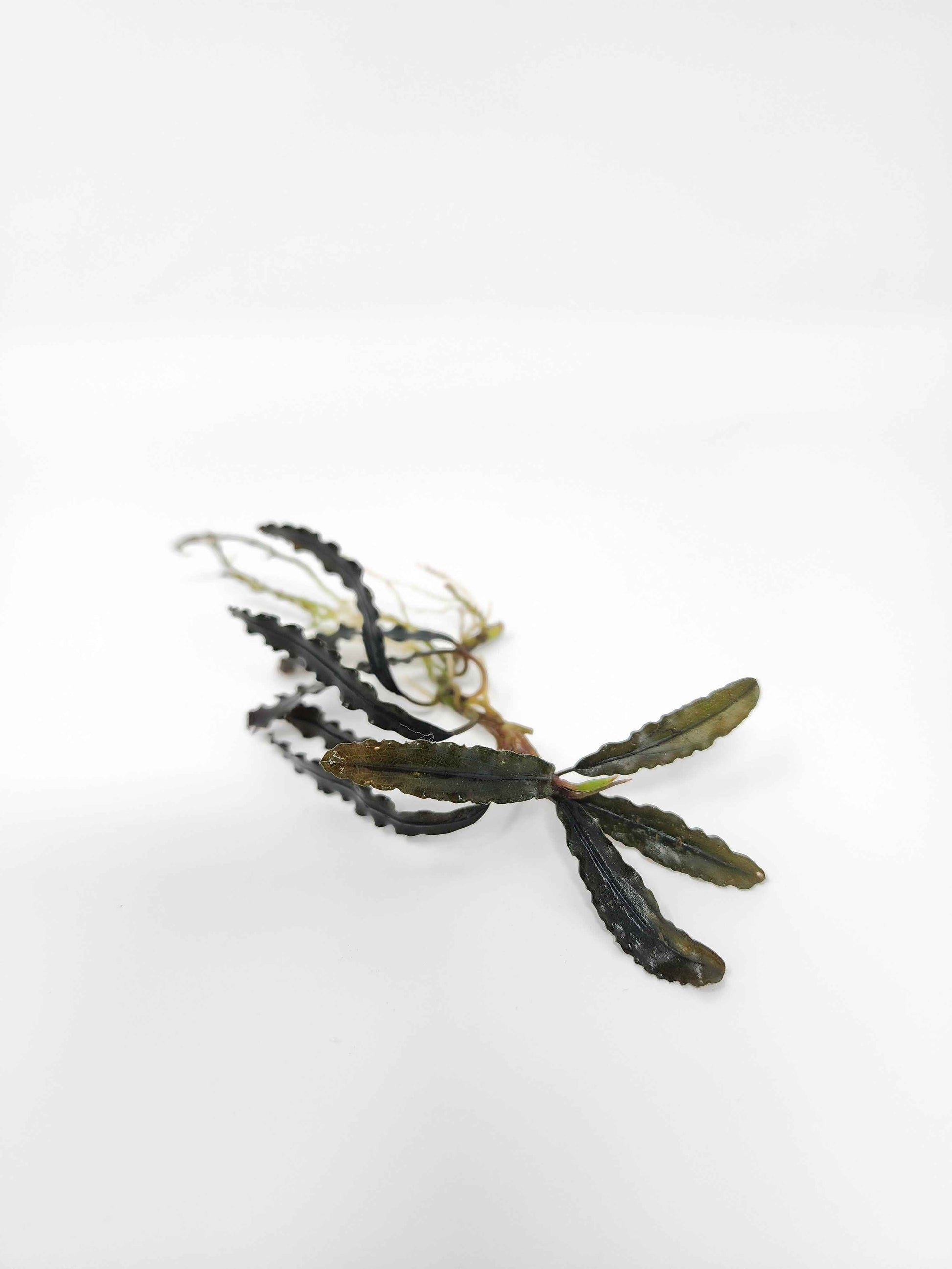 Bucephalandra 'Godzilla'