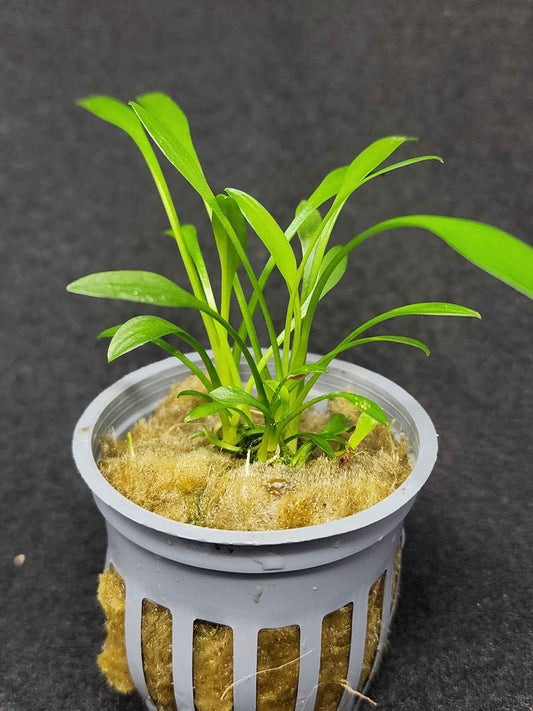 Cryptocoryne parva