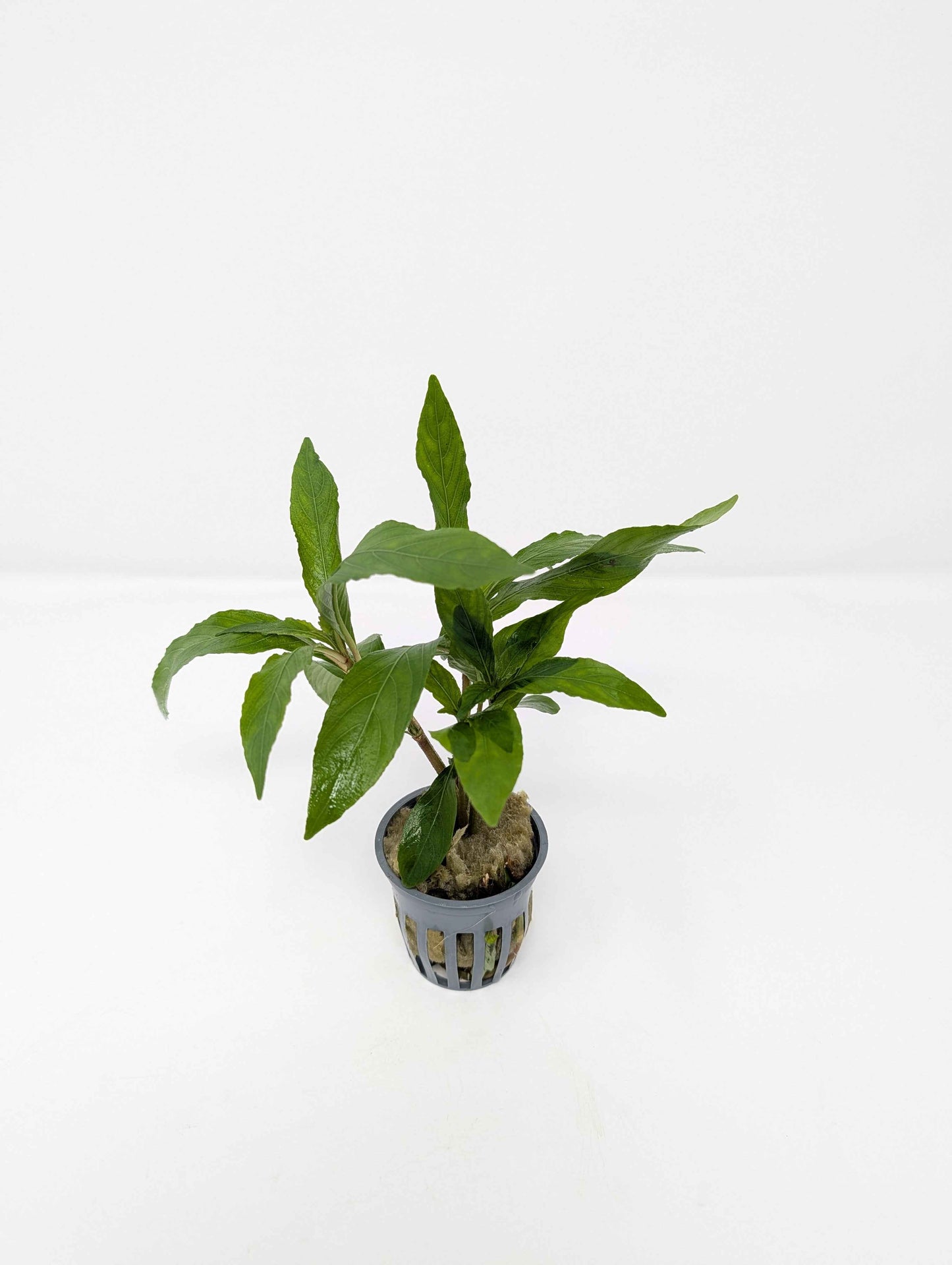 Hygrophila 'Willow'