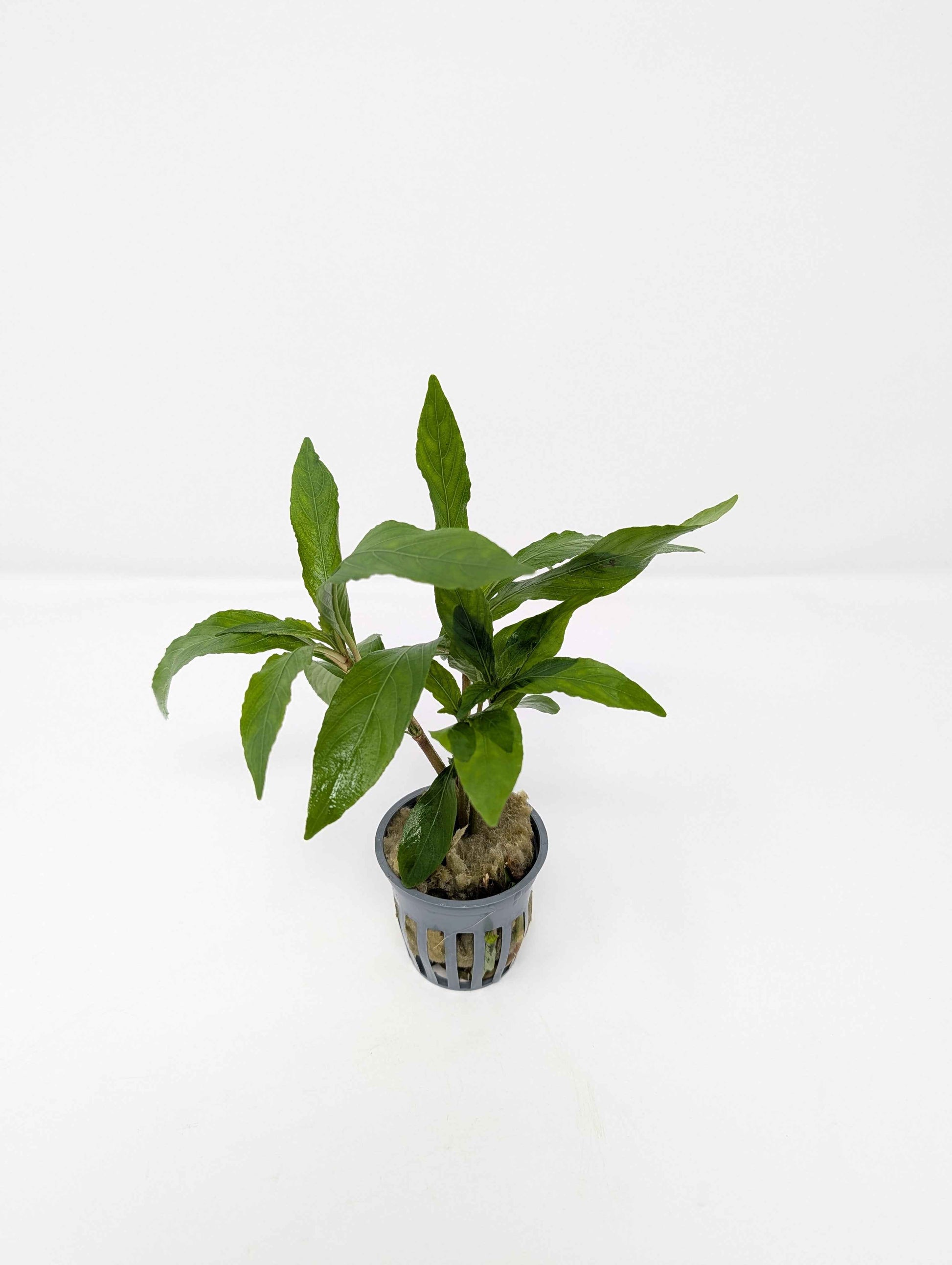 Hygrophila 'Willow'