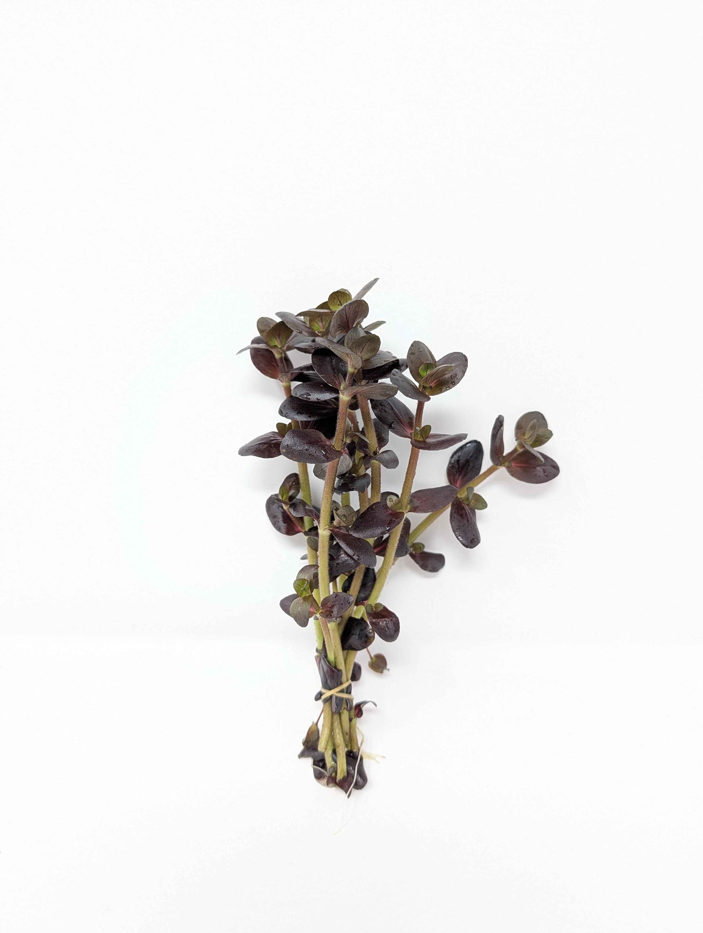 Bacopa salzmannii 'Purple'