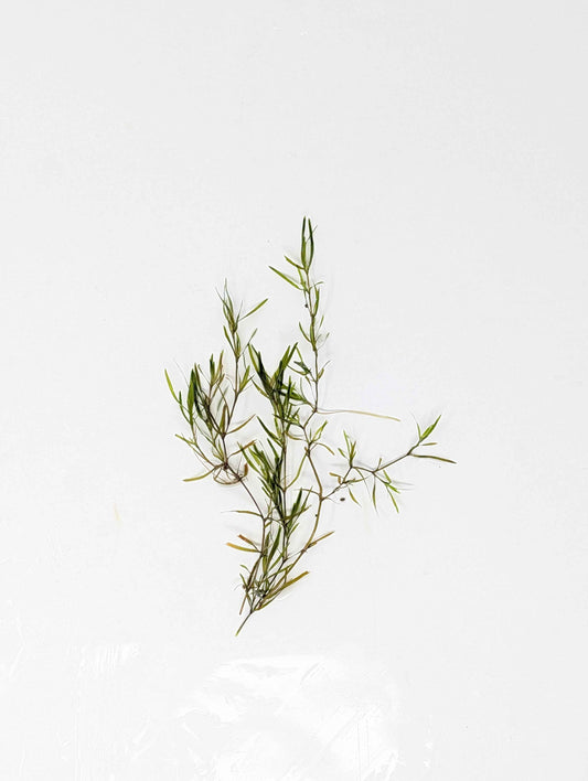 Guppy Grass