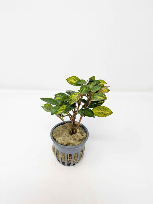 Ludwigia ovalis