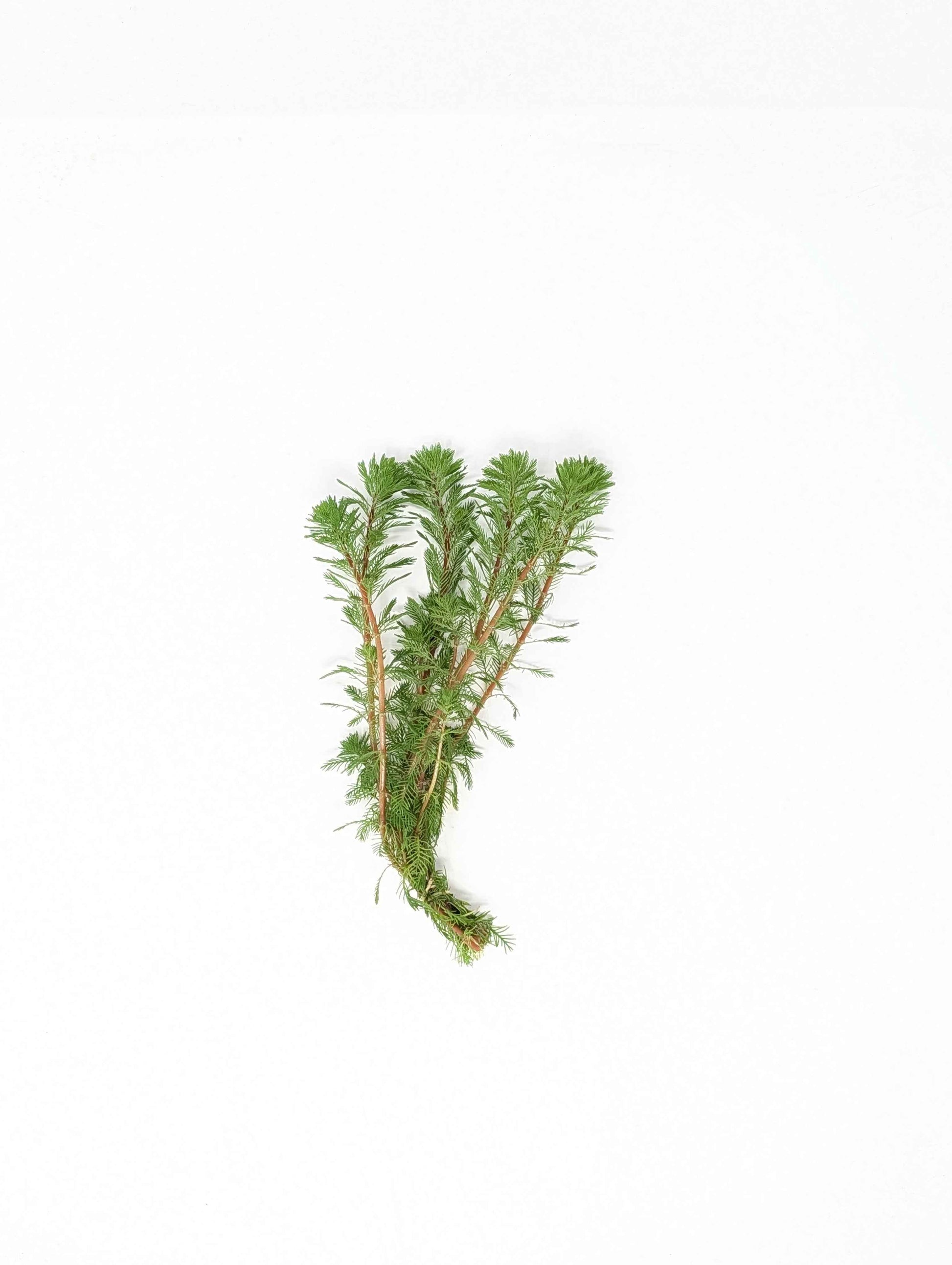 Dwarf Red Parrot's Feather