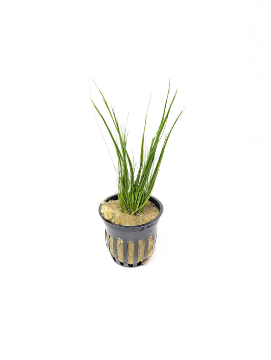 Dwarf Hairgrass
