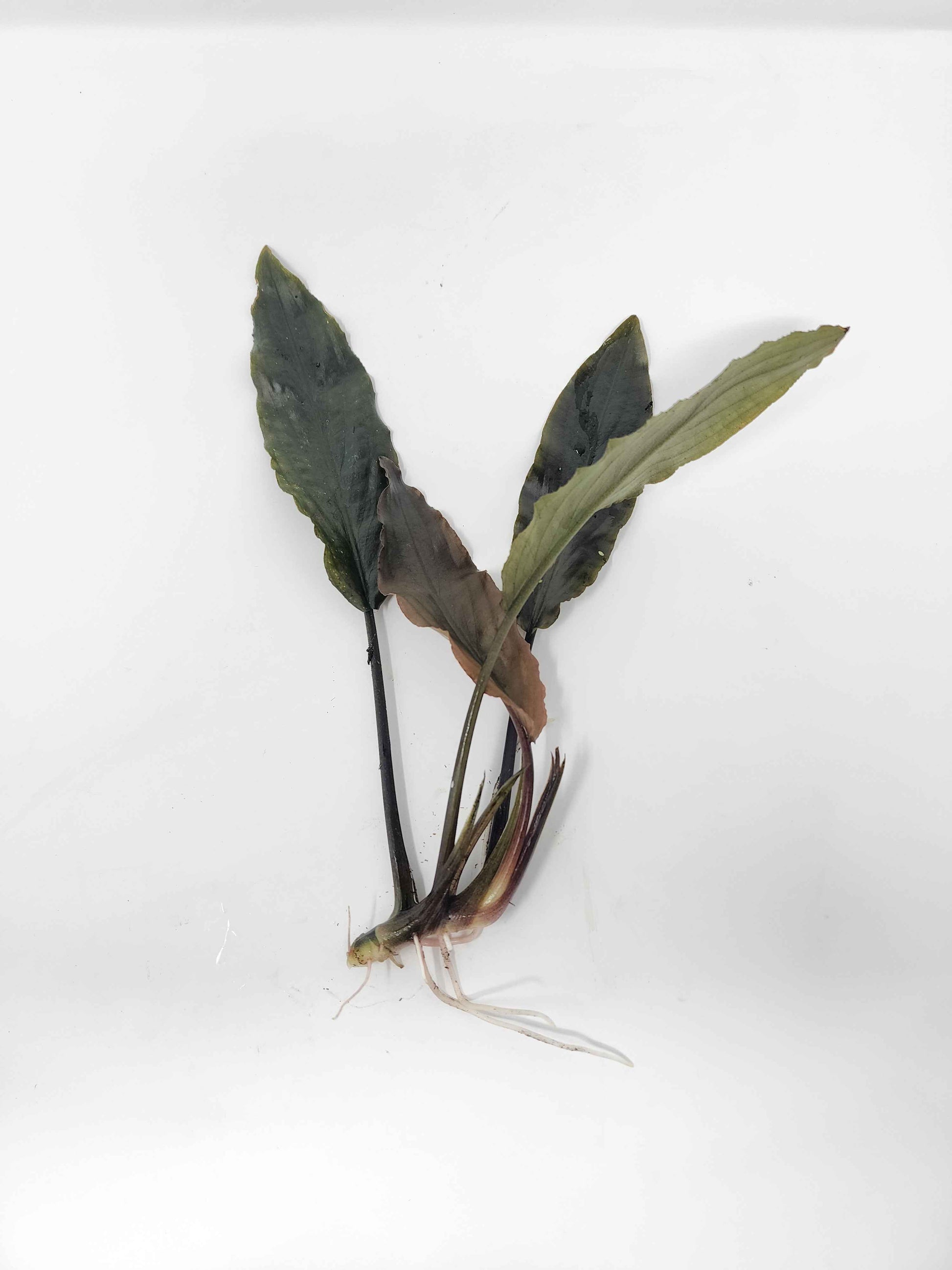 Lagenandra keralensis