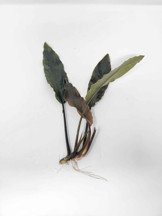 Lagenandra keralensis