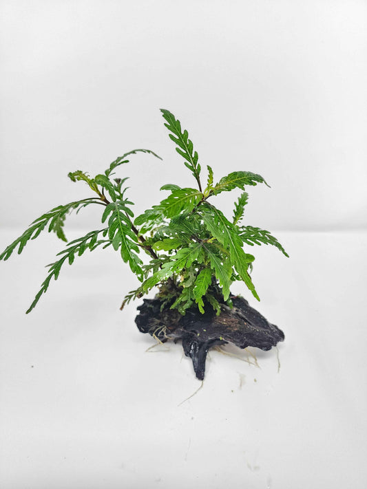 Hygrophila pinnatifida on Driftwood