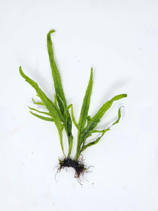 Trident Java Fern