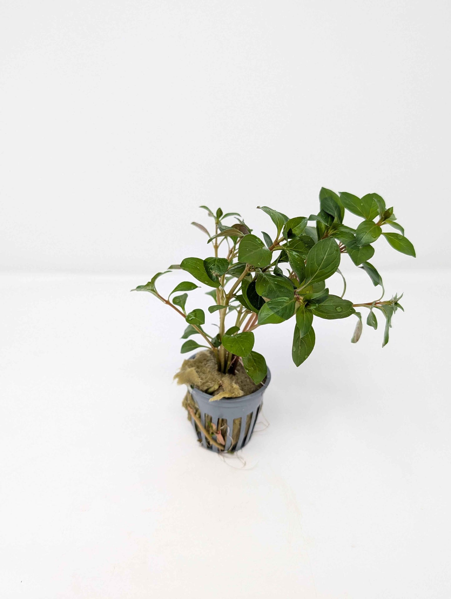 Ludwigia repens
