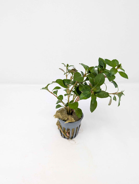 Ludwigia repens