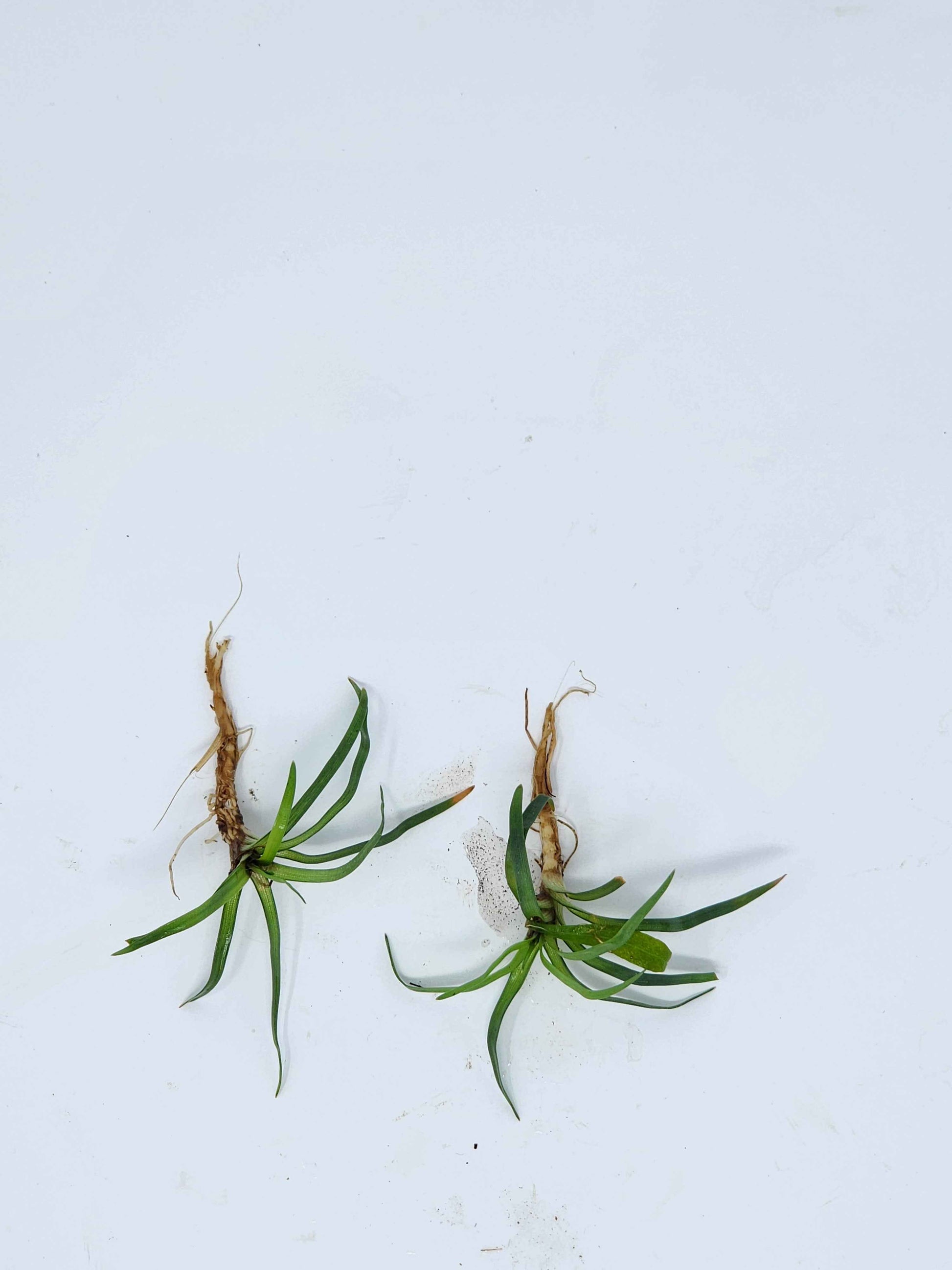 Eriocaulon 'Vietnam'