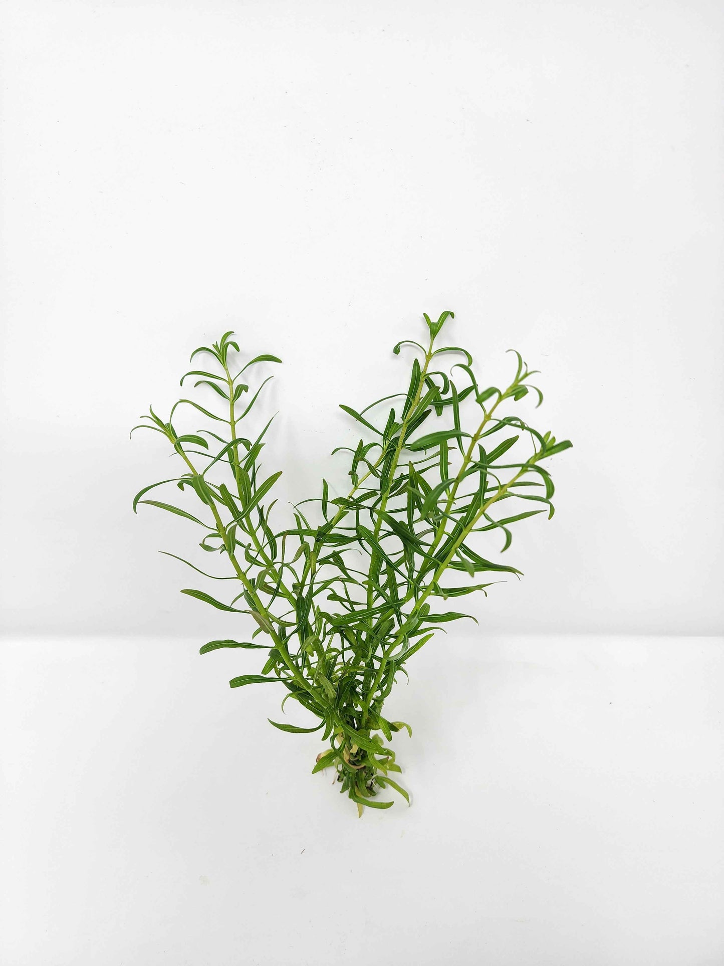 Rotala 'Red Cross'