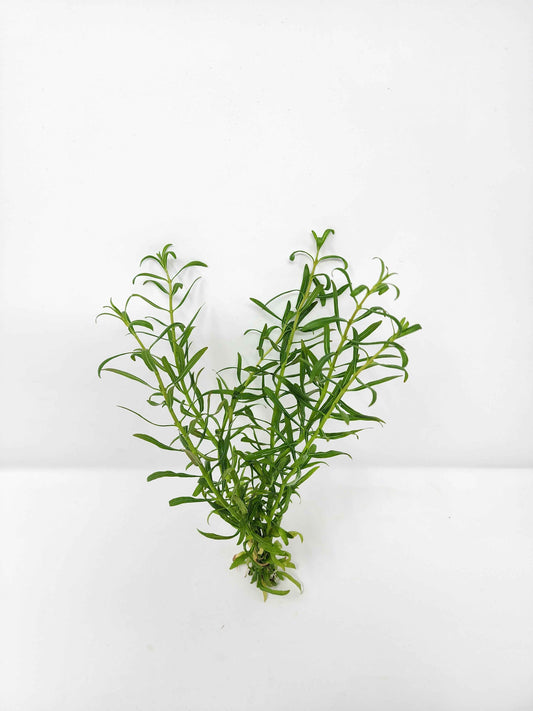 Rotala 'Red Cross'