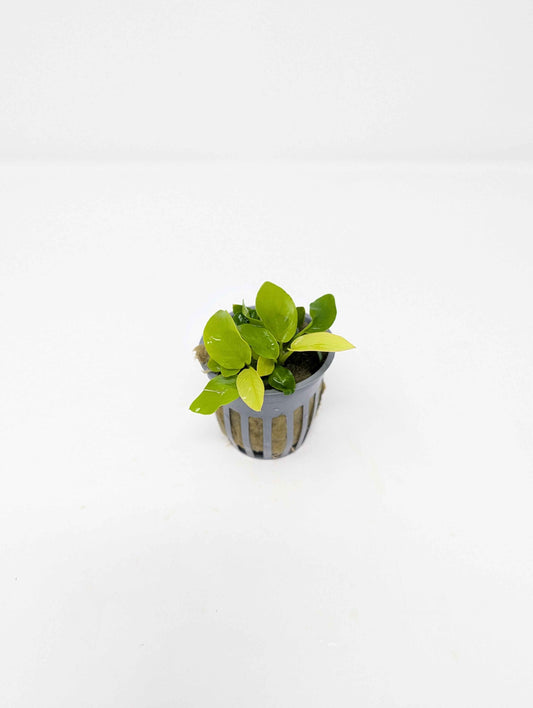 Anubias nana Golden