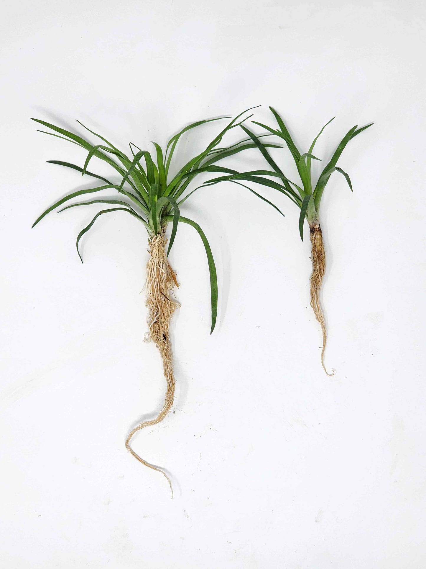 Eriocaulon 'Vietnam'