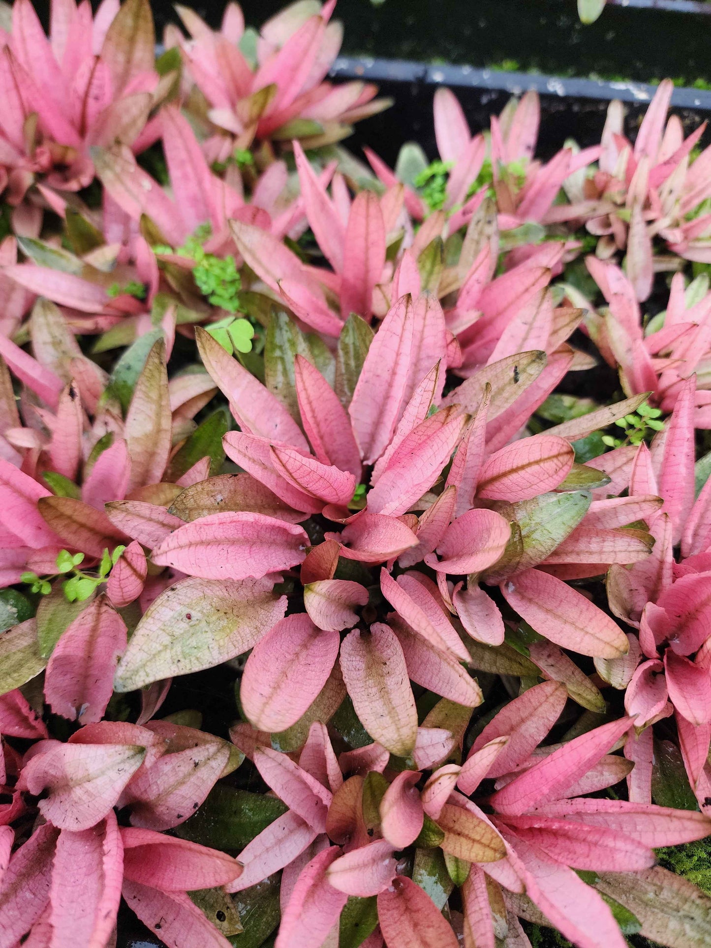 Cryptocoryne 'Flamingo'