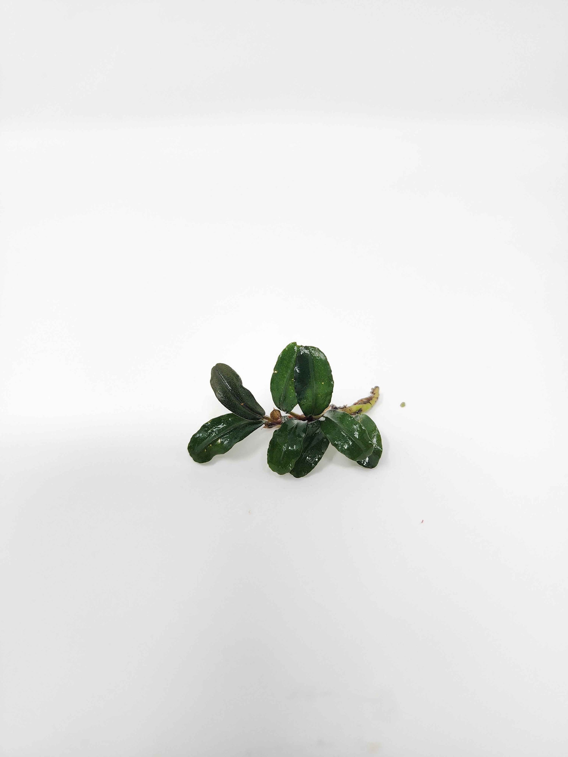 Bucephalandra 'Mini Boyan'