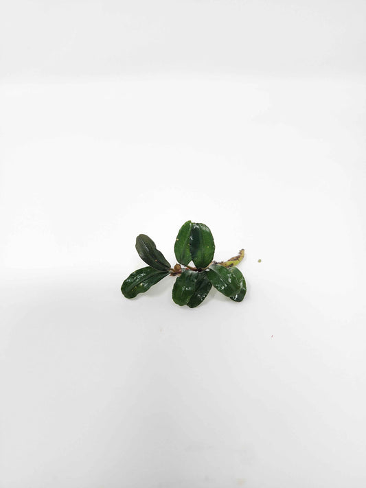 Bucephalandra 'Mini Boyan'