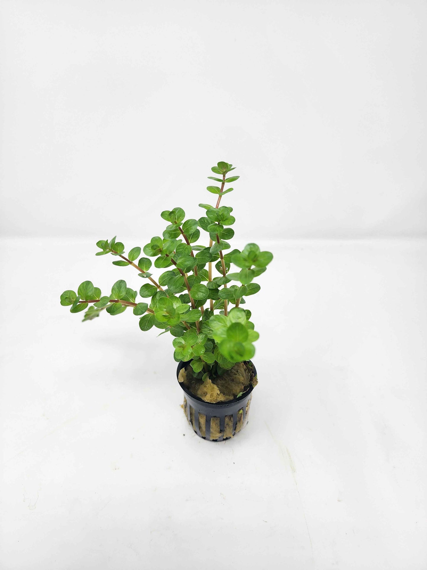 Rotala 'Red'
