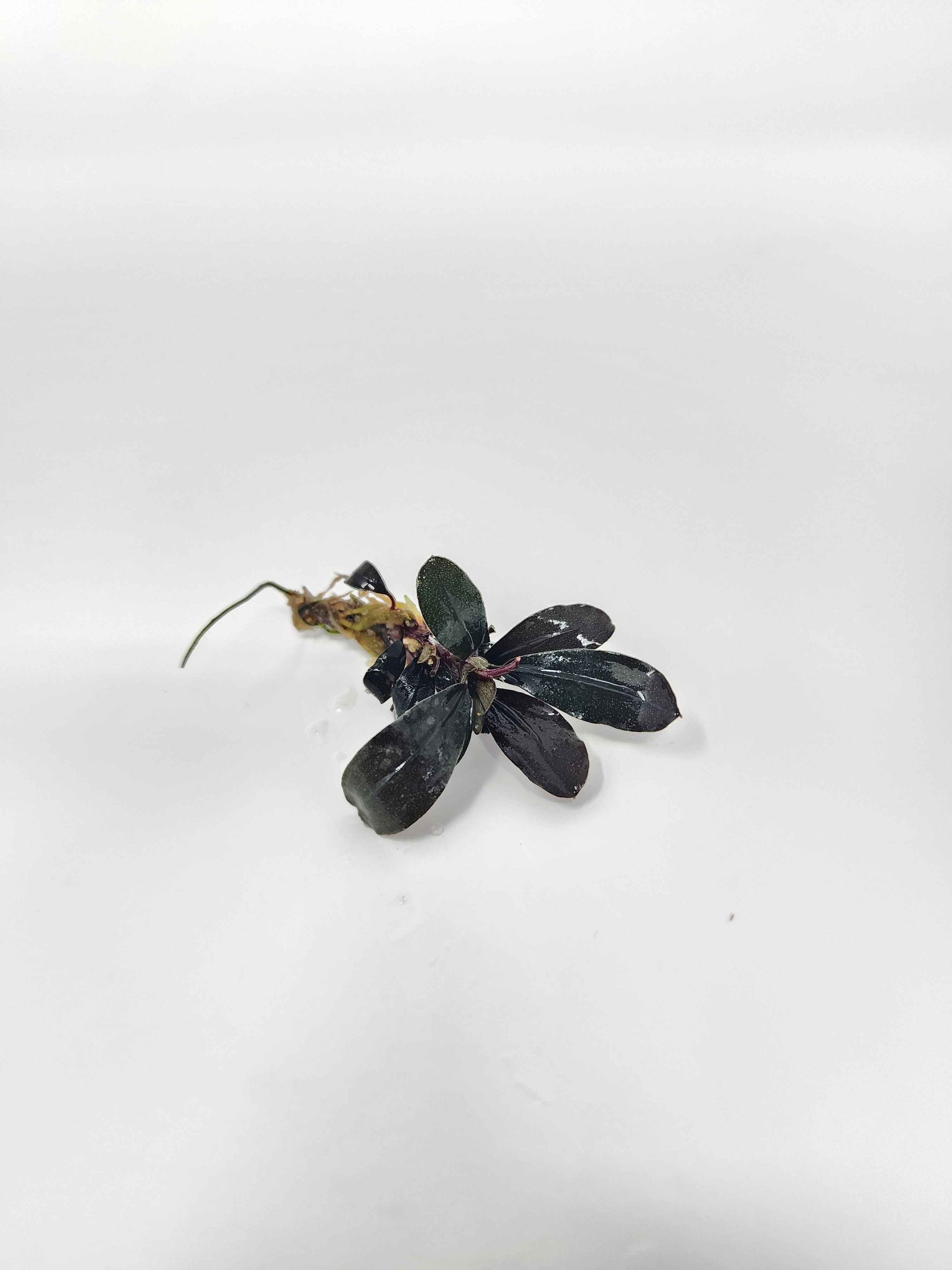Bucephalandra 'Red Central'
