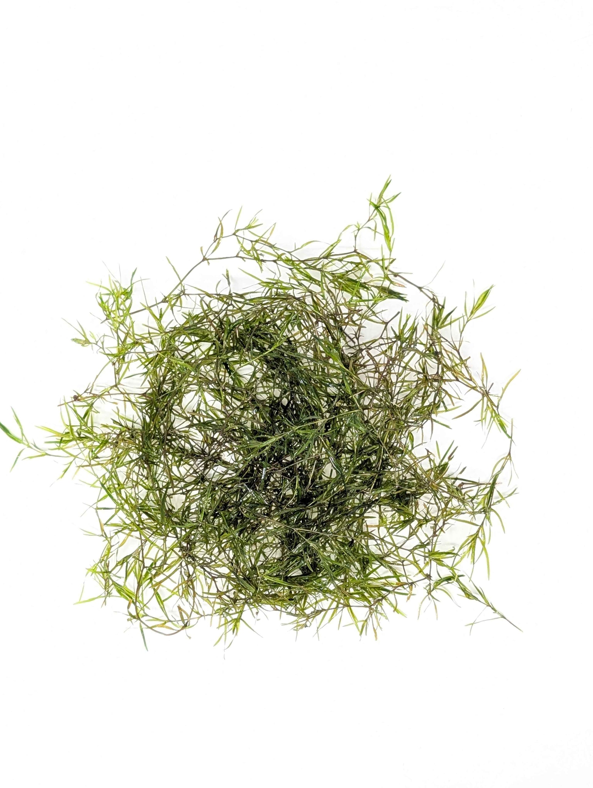 Guppy Grass