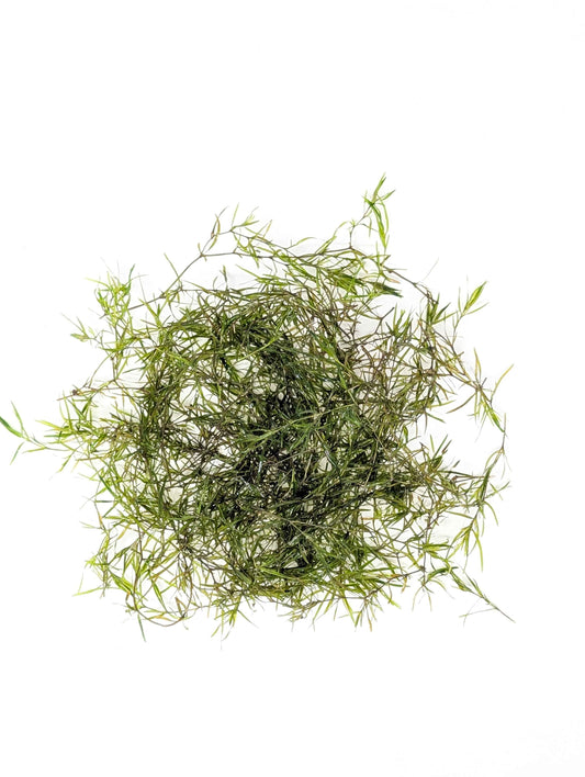 Guppy Grass