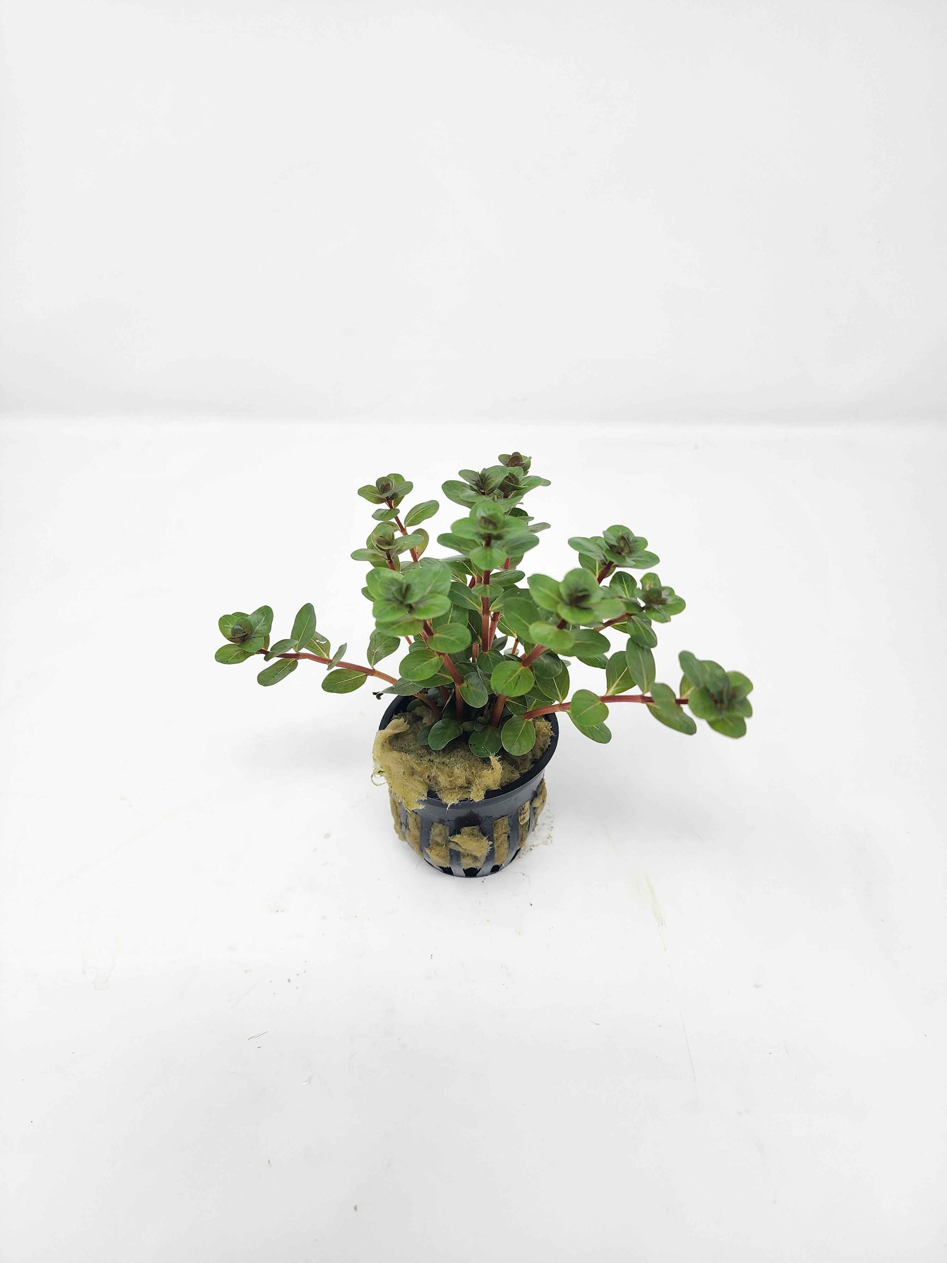 Rotala 'Vietnam'