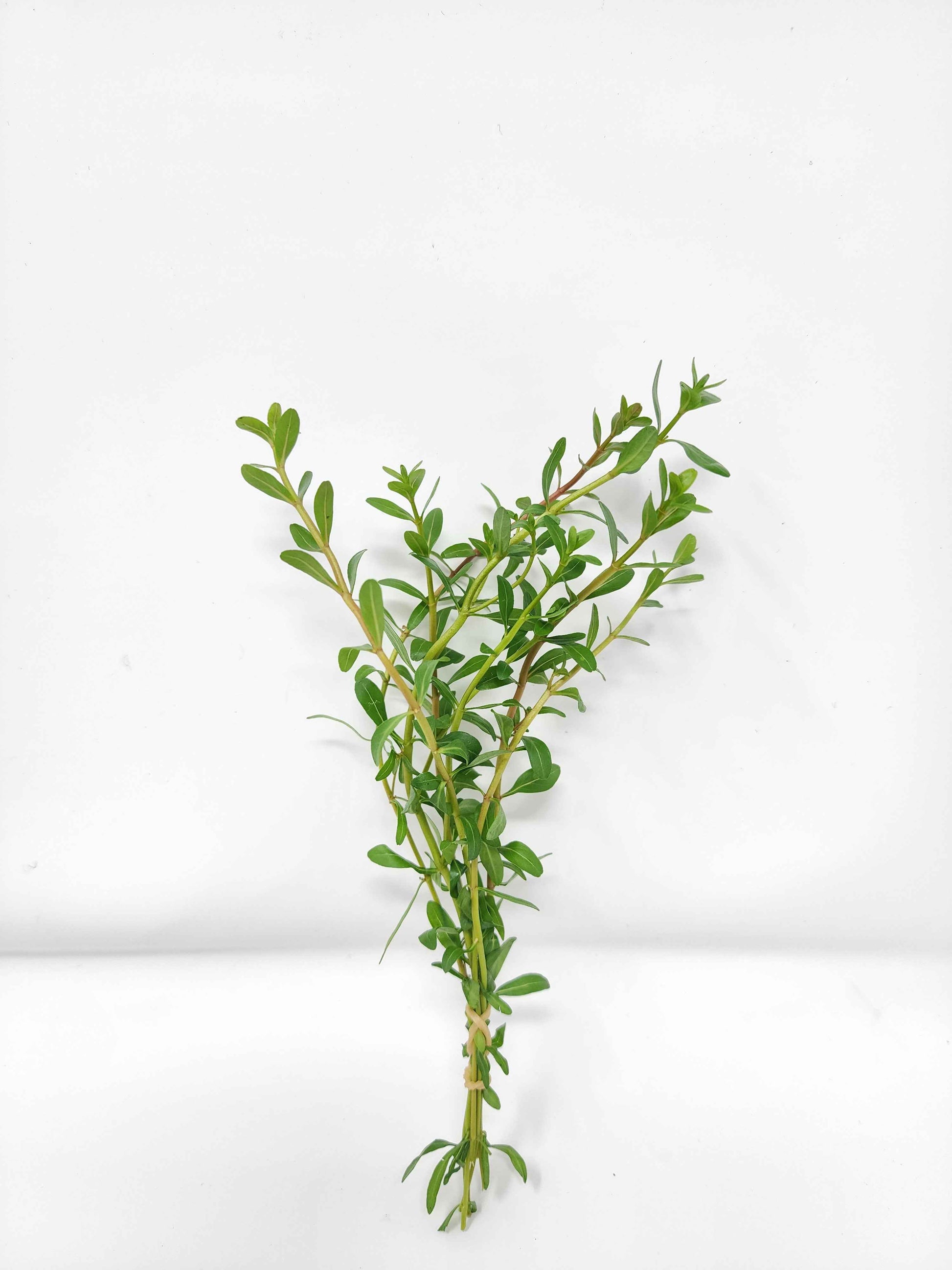 Cuphea anagalloidea