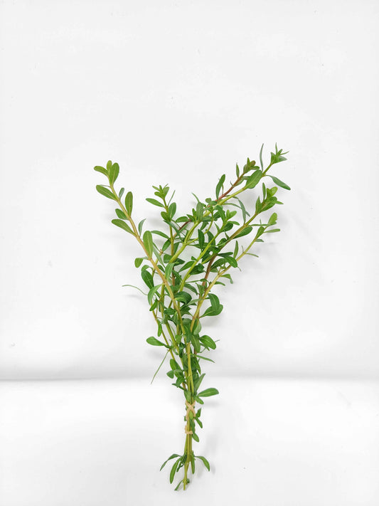 Cuphea anagalloidea