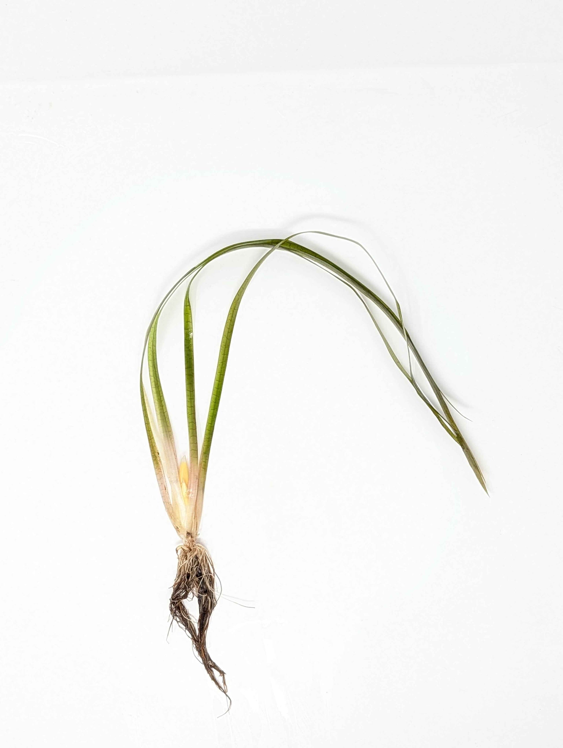Jungle Val - Vallisneria Americana