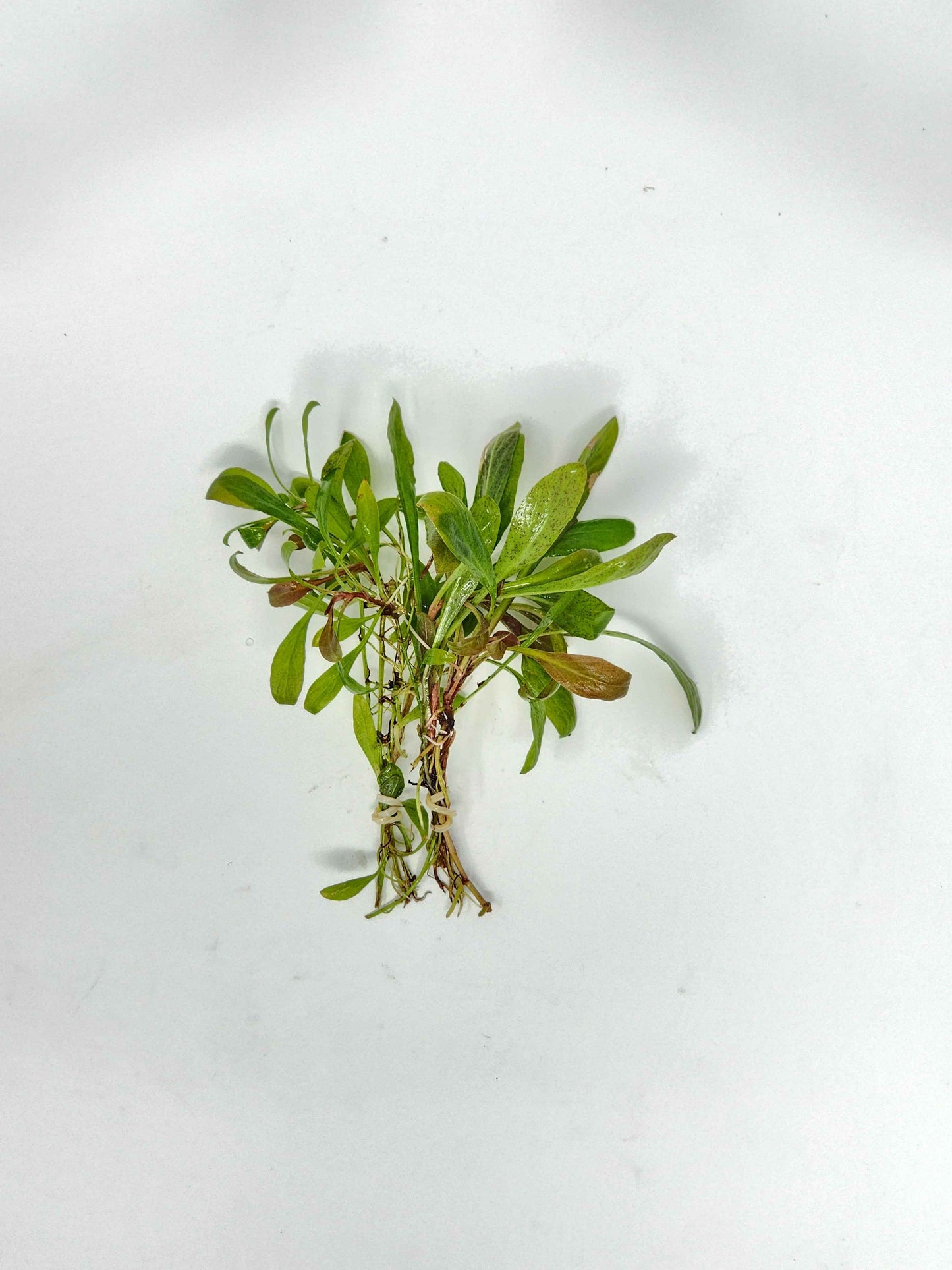 Samolus parviflorus 'Red'