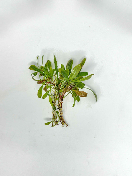 Samolus parviflorus 'Red'