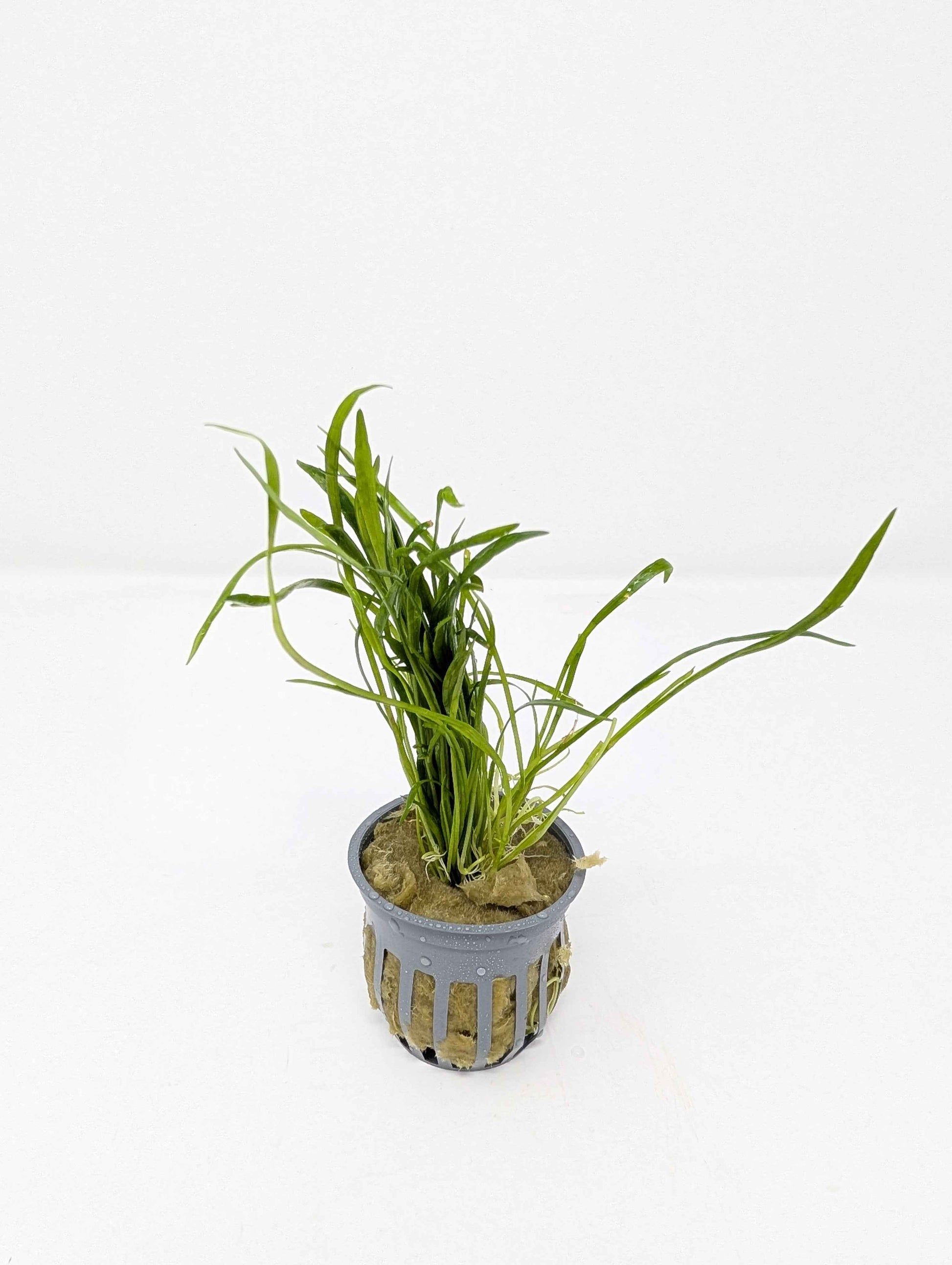 Micro Sword