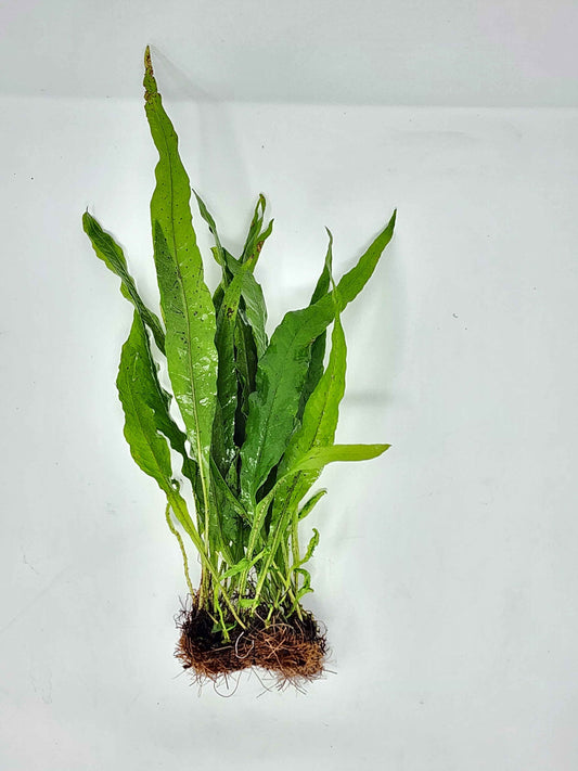 Java Fern Mats
