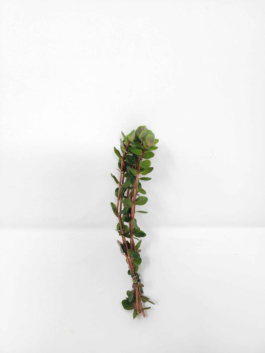 Rotala 'Blood Red'