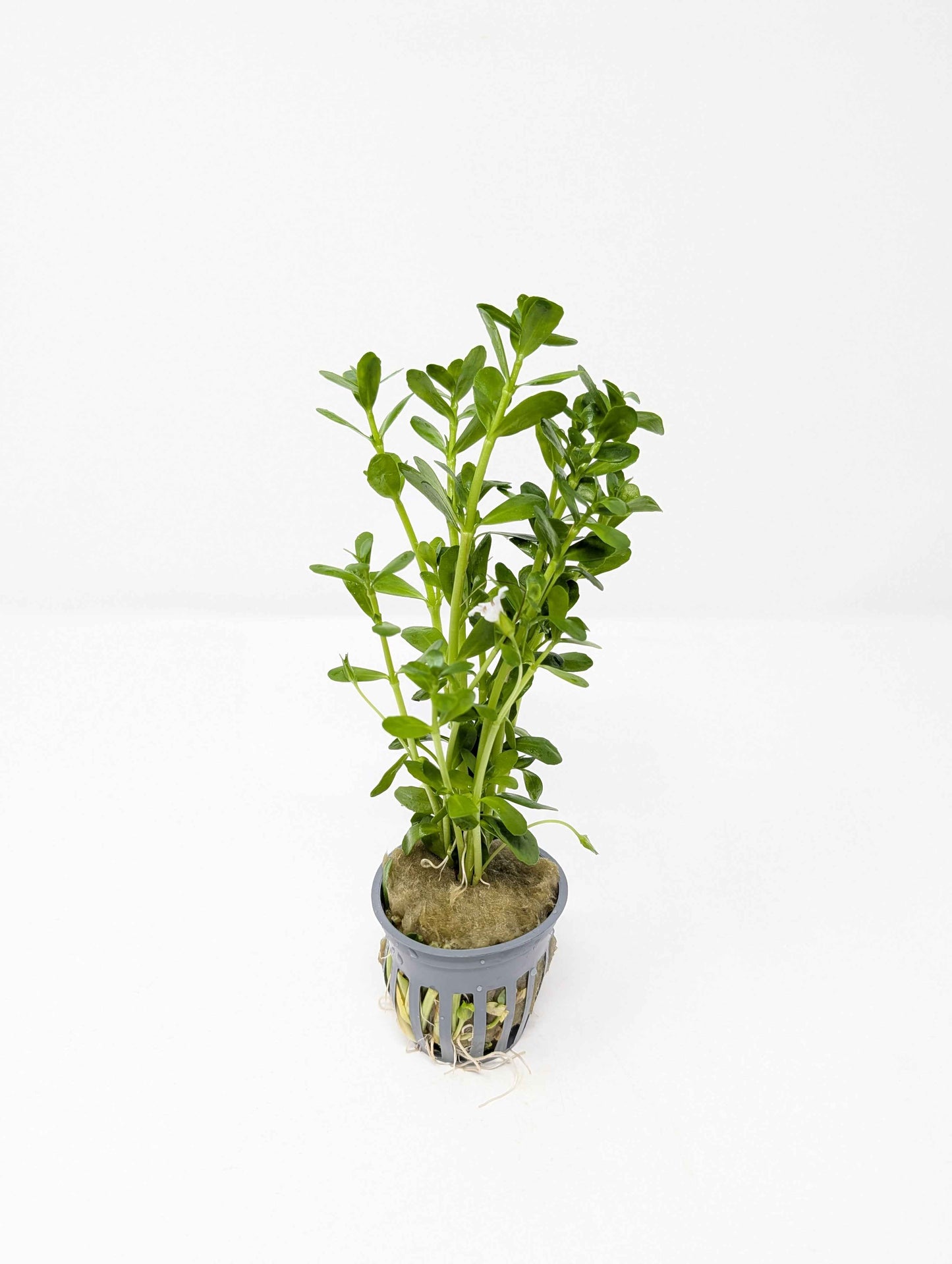Moneywort | Bacopa Monnieri