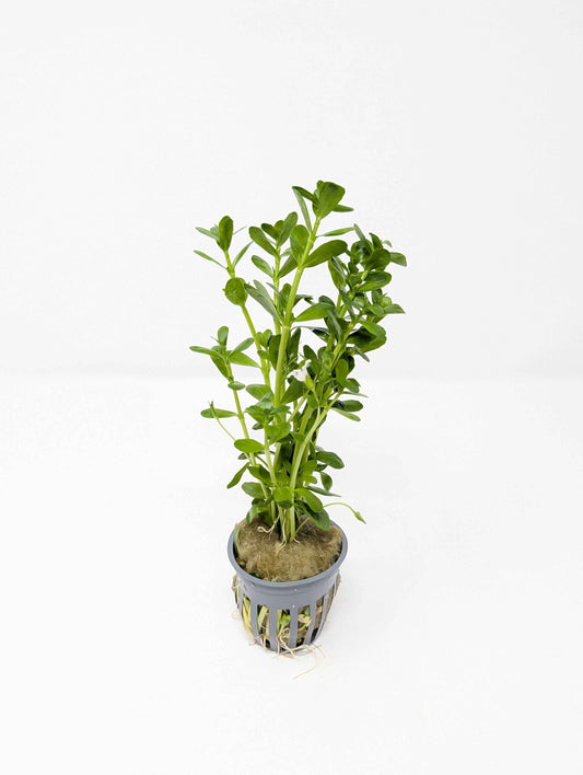 Moneywort | Bacopa Monnieri