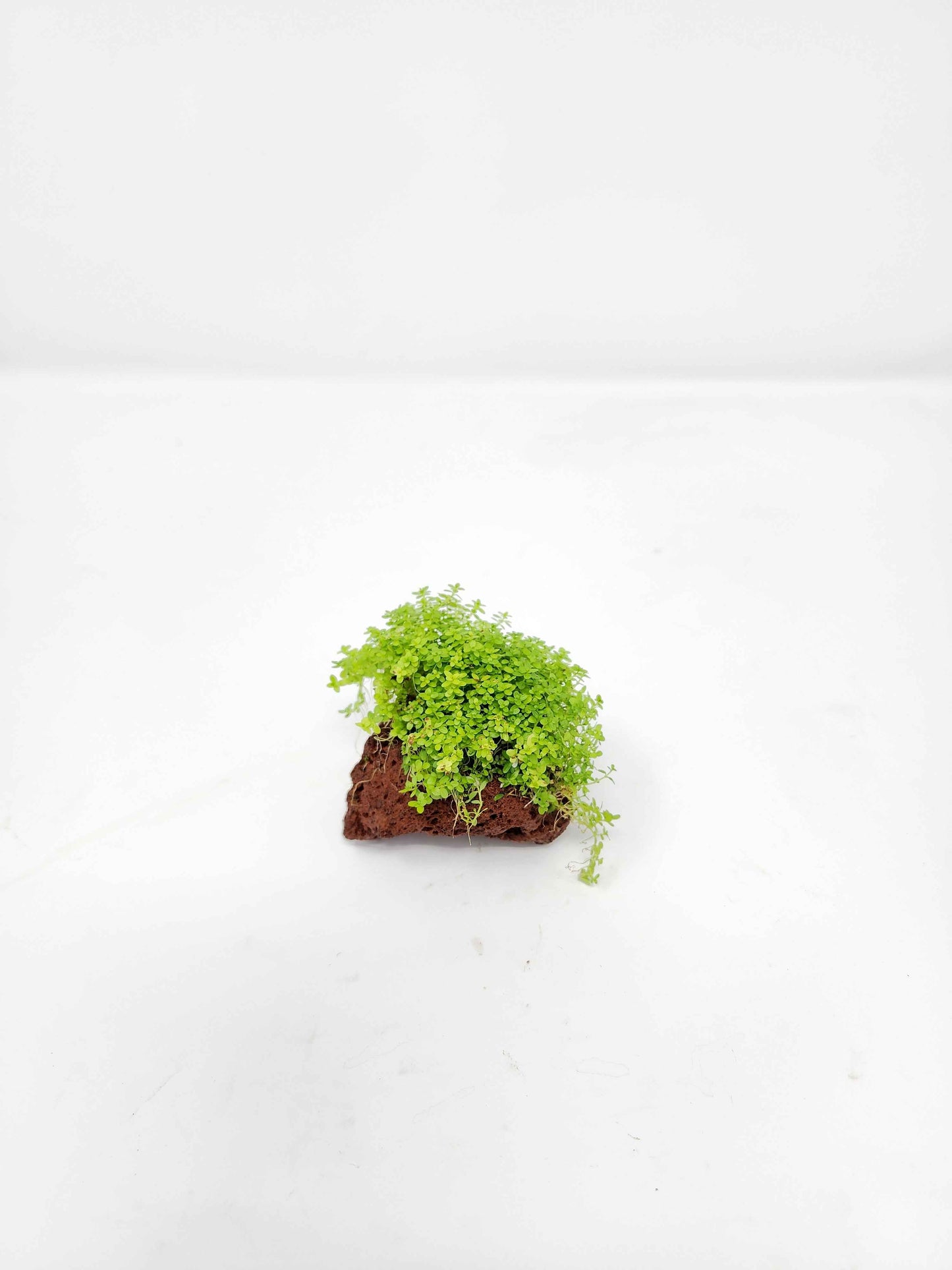 Dwarf Baby Tears on Lava Rock